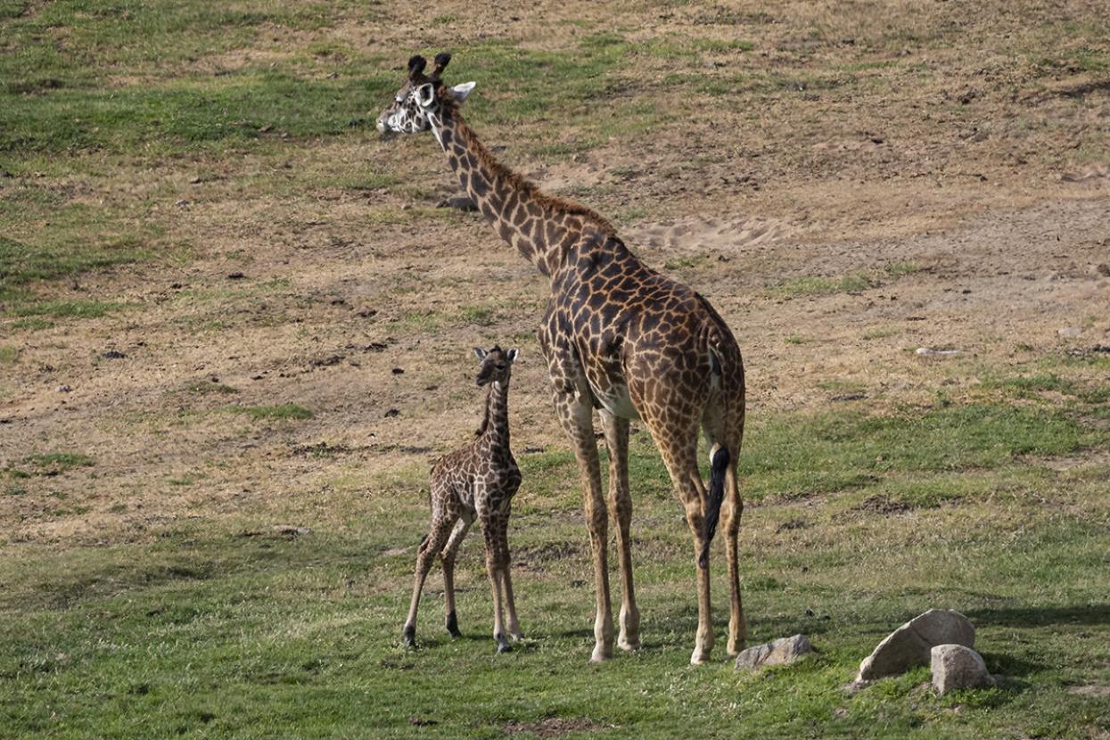 Safari Park male calf and mom