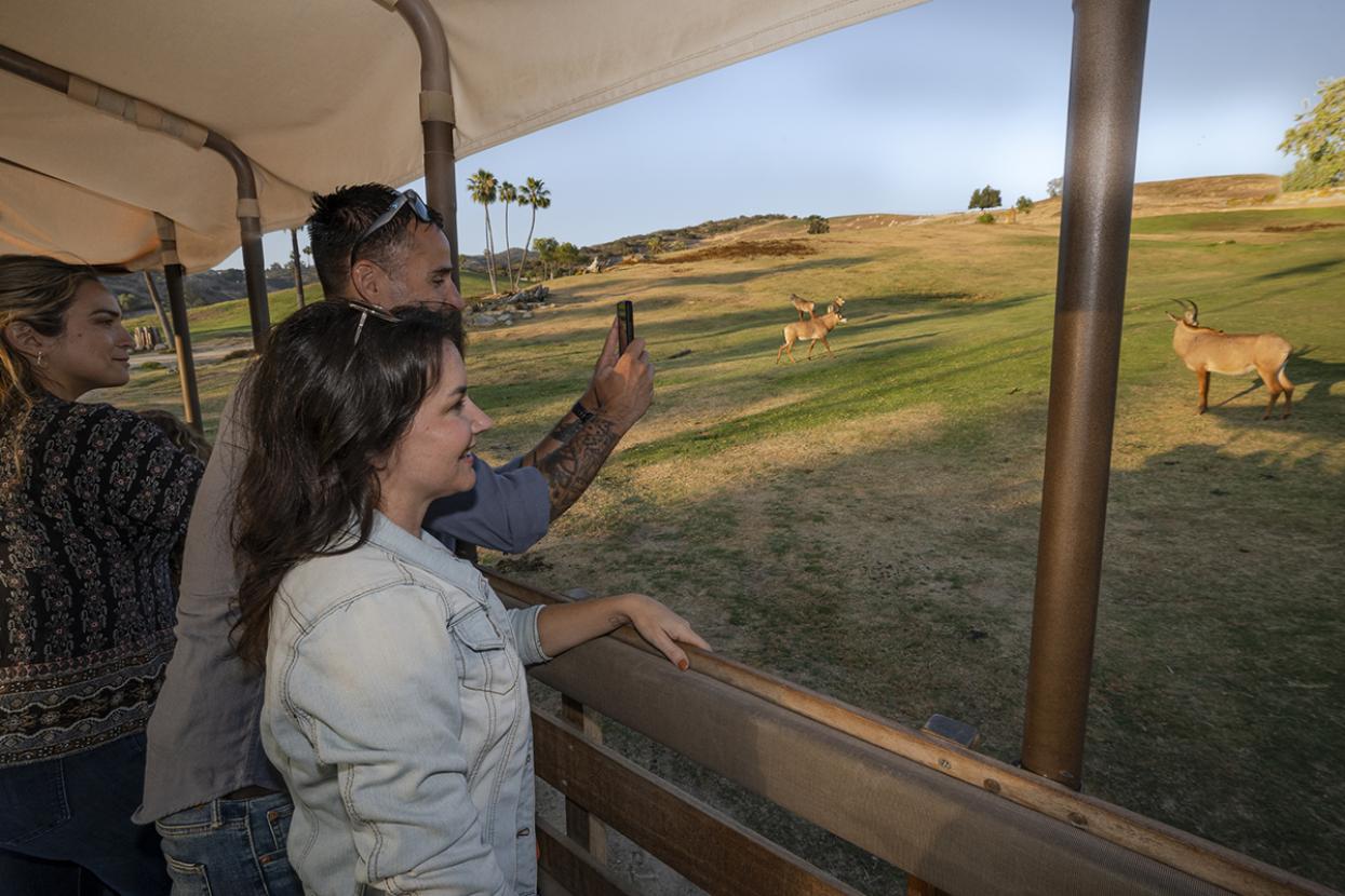 man and woman look onto the savanna