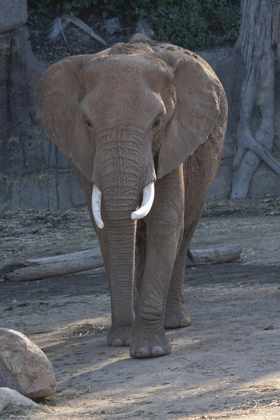 Elephant facing forward