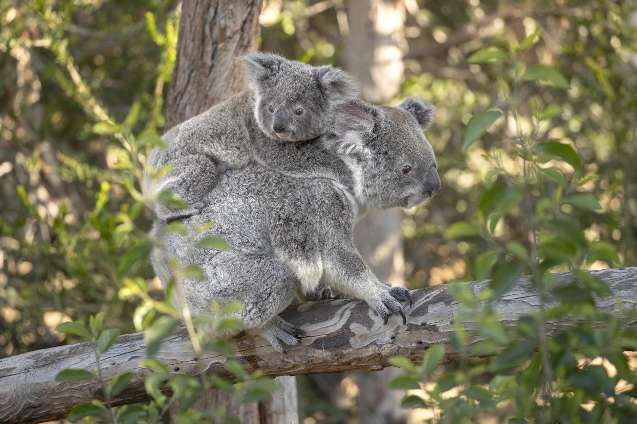 Koala mother with joey on back.