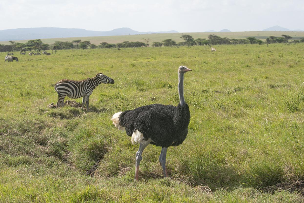 Zebra and ostrich