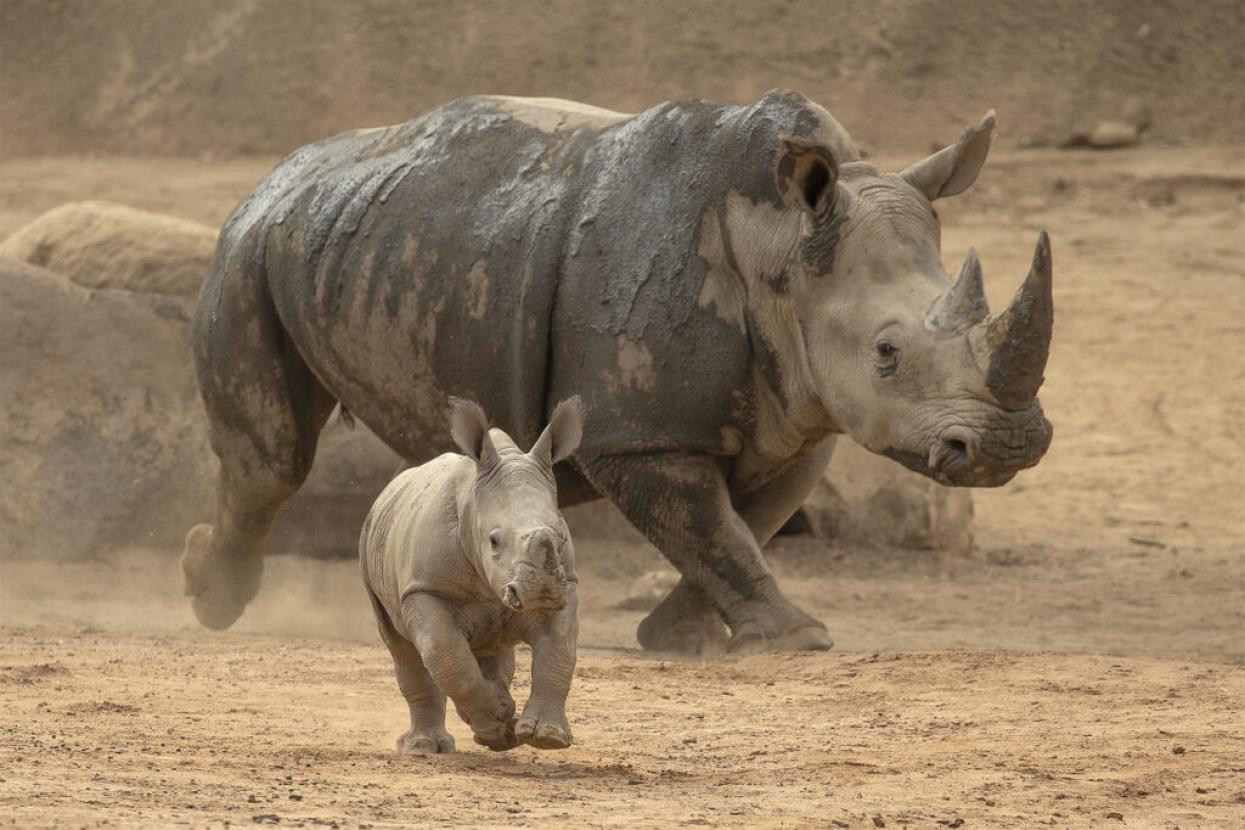 rhino with rhino baby