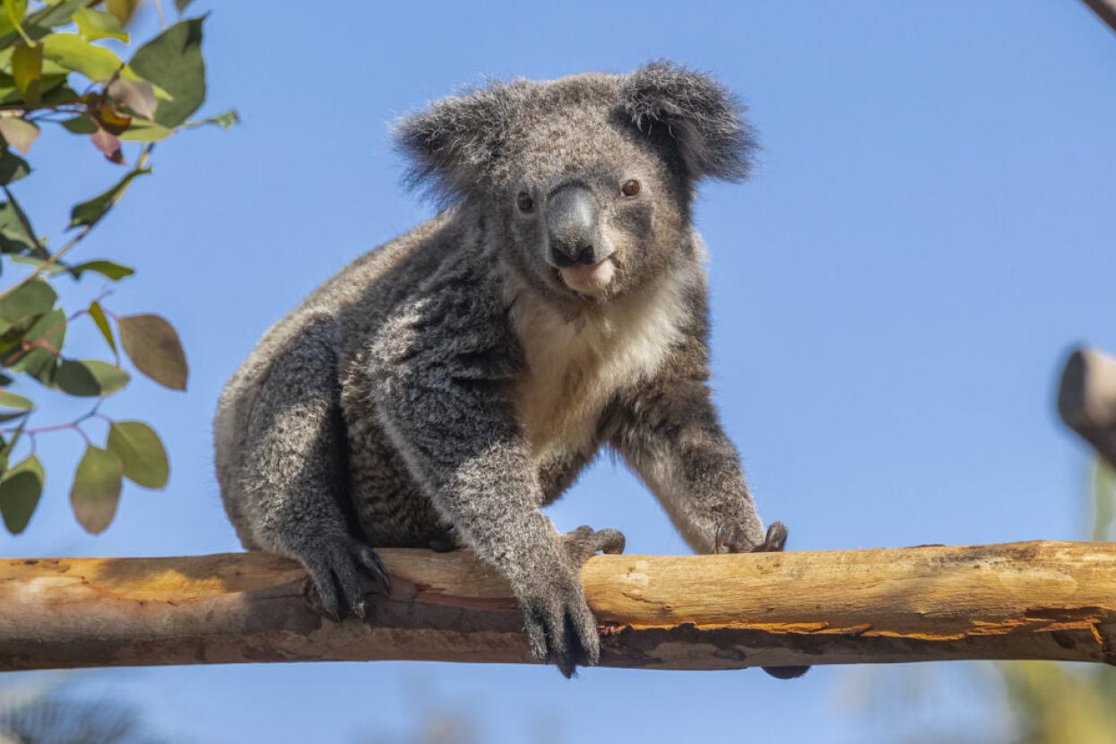 koala