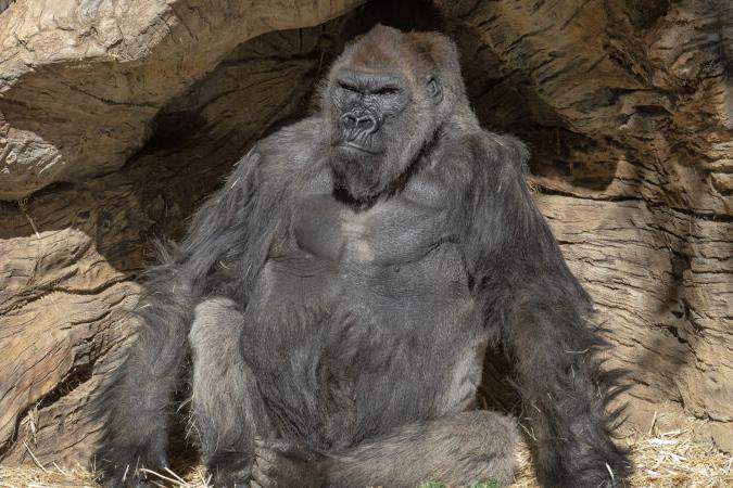 gorilla