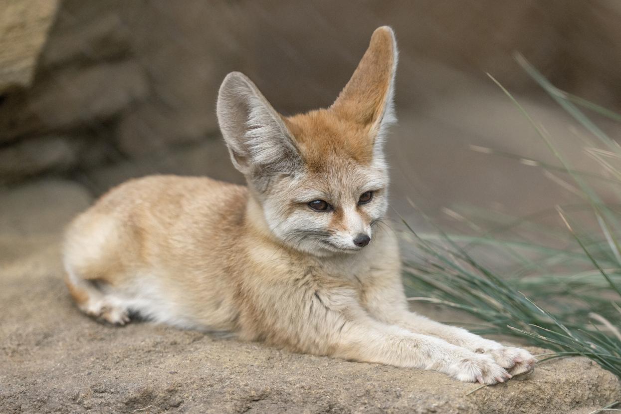 fennec fox