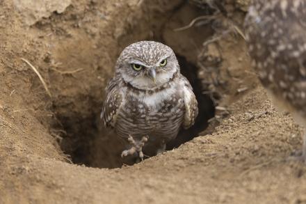 burrowing owl in burrow