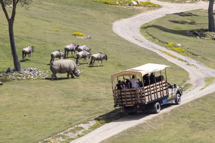 safari caravan with wildlife