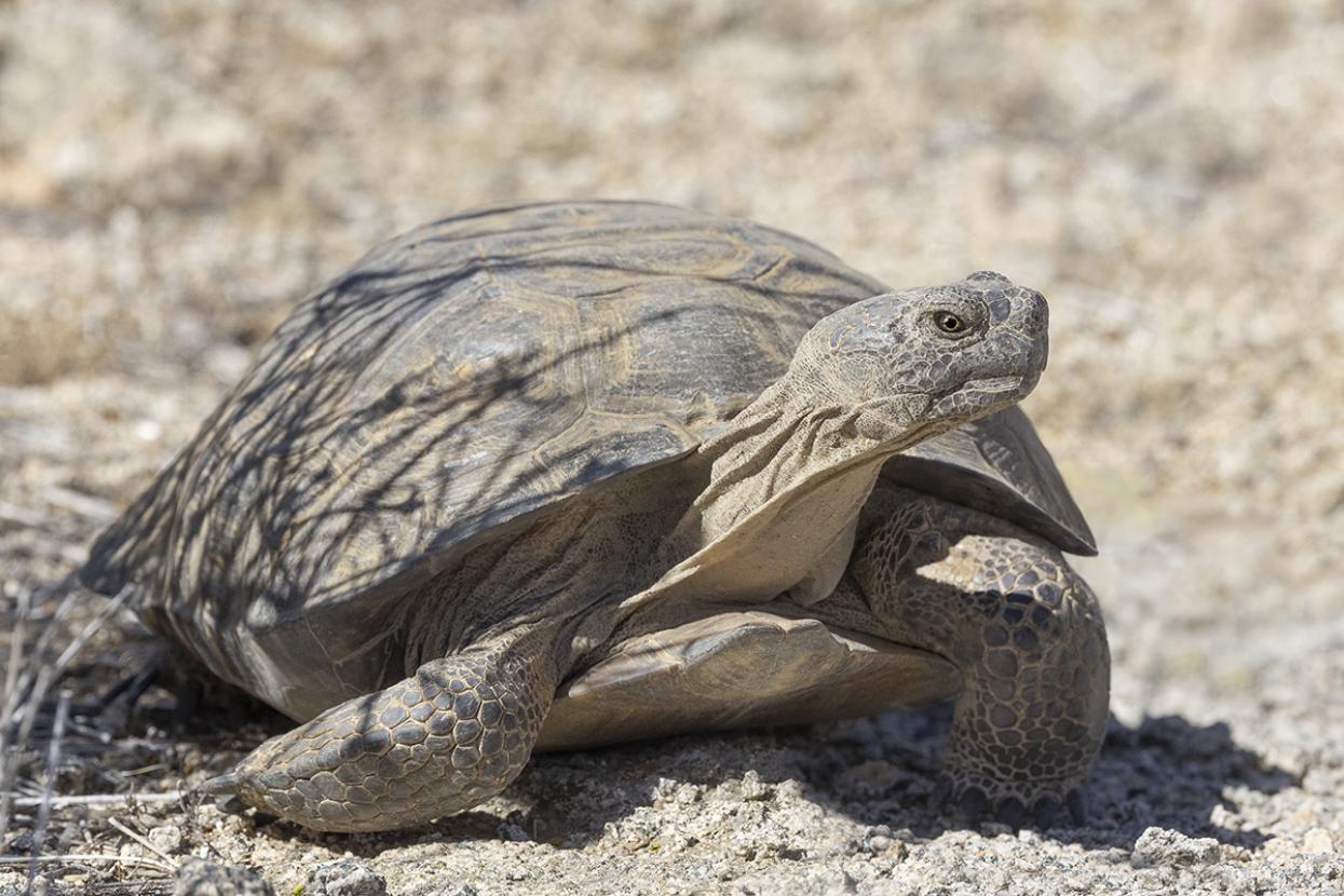 desert tortoise