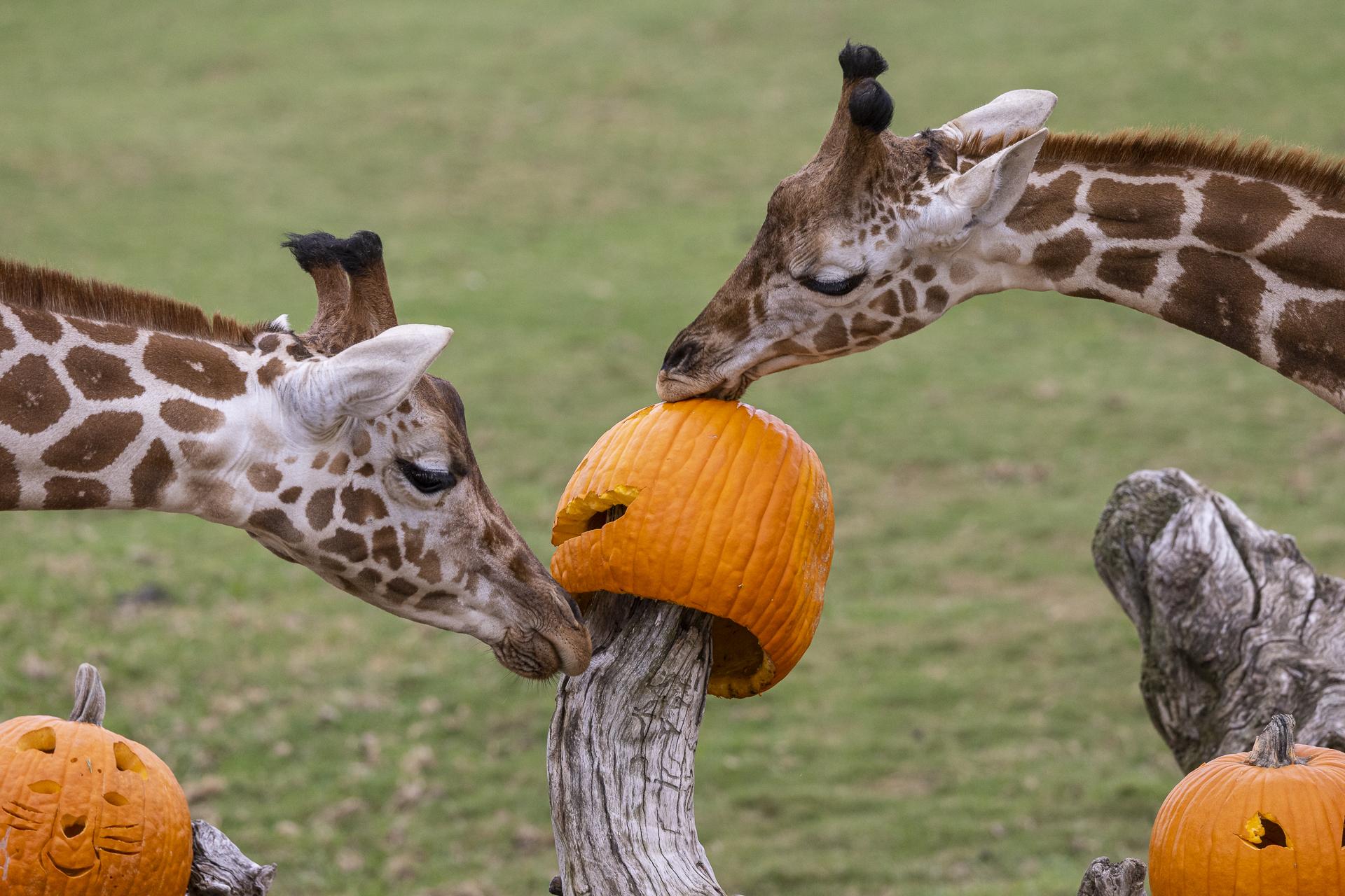 Giraffes eating pumpkins.