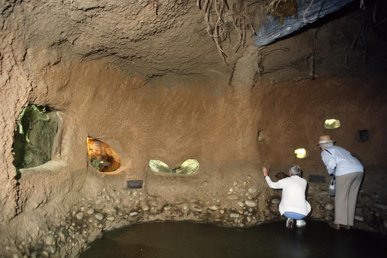 Below the rainforest floor