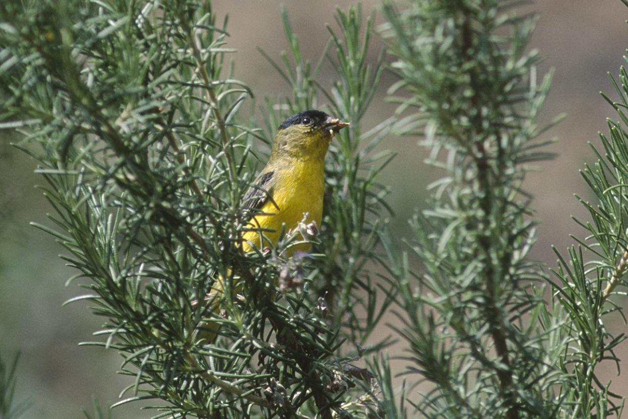 Lawrence's goldfinch in rosemary