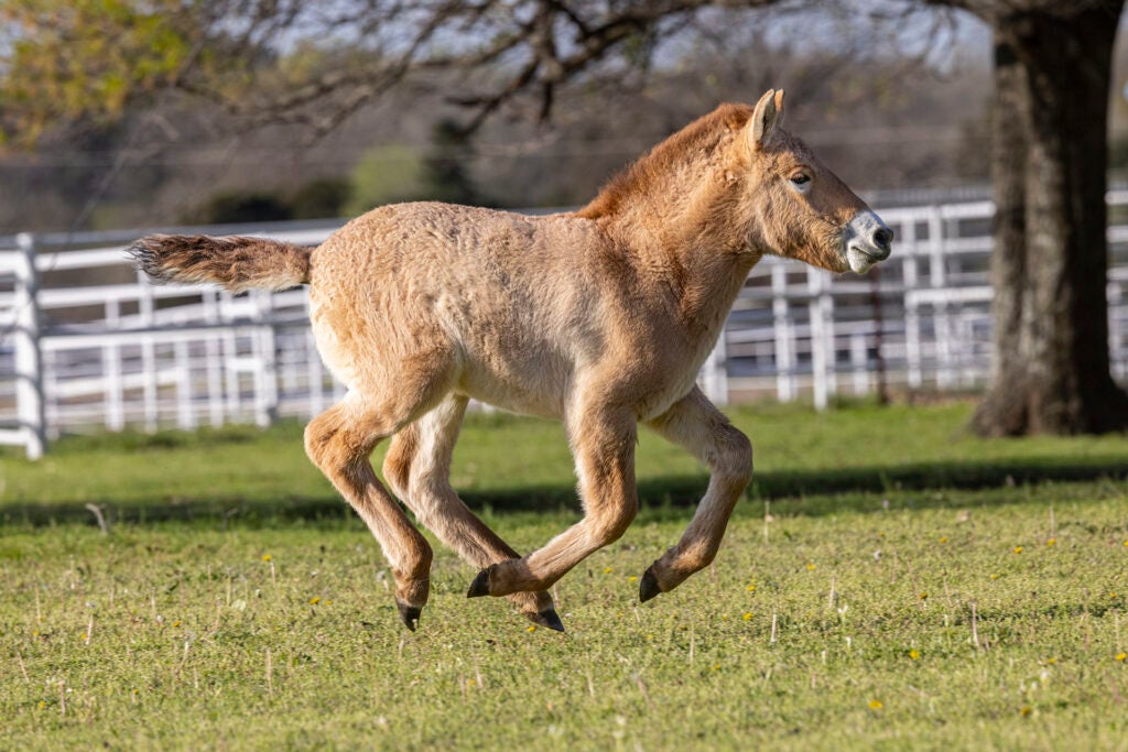 The second-ever Przewalski's horse clone has arrived to his new home at the Safari Park.