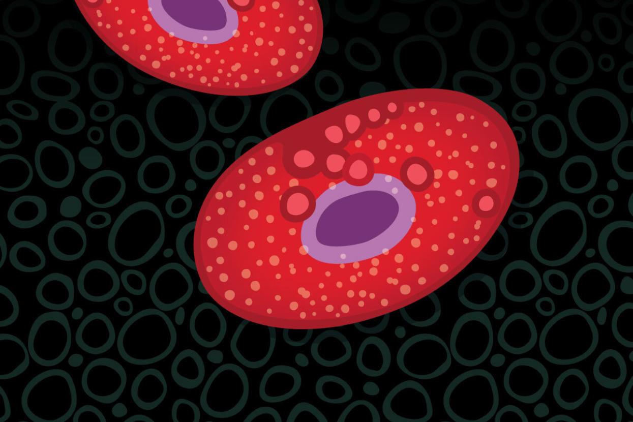 Blood cell illustration