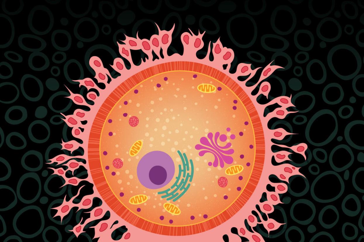 Egg cell illustration