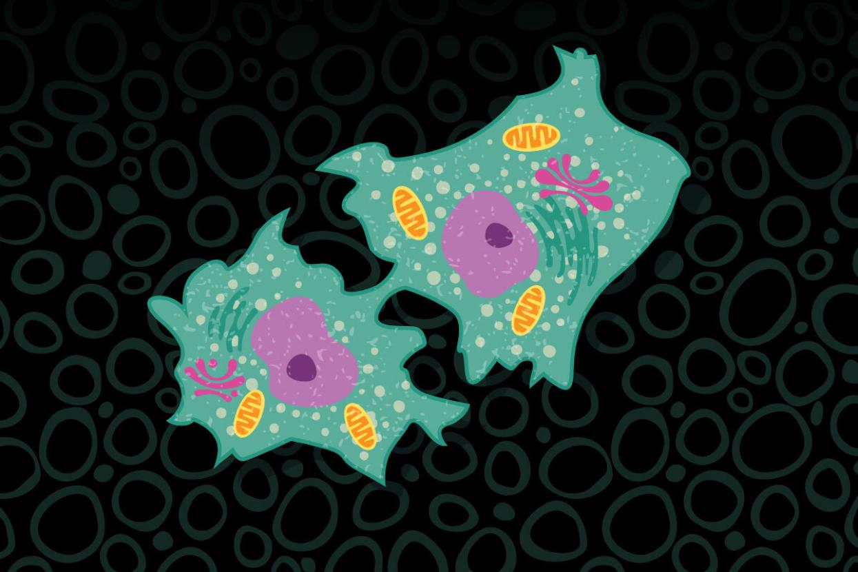 Feather cell illustration