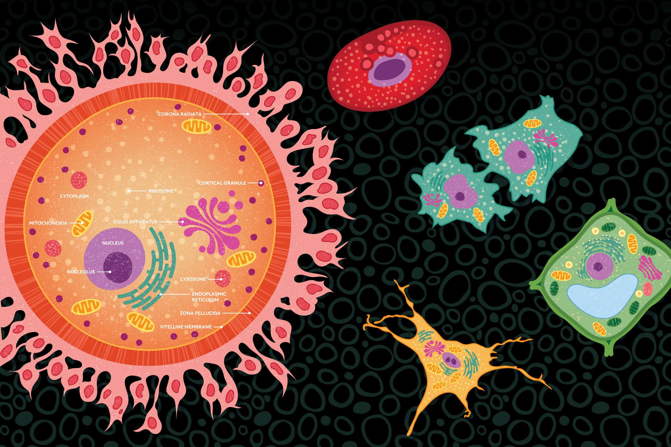 Illustration of cells