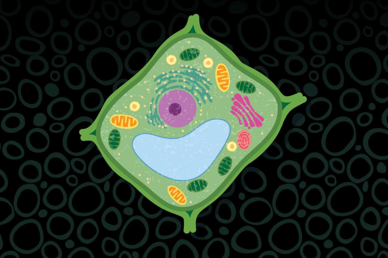 Plant cell illustration