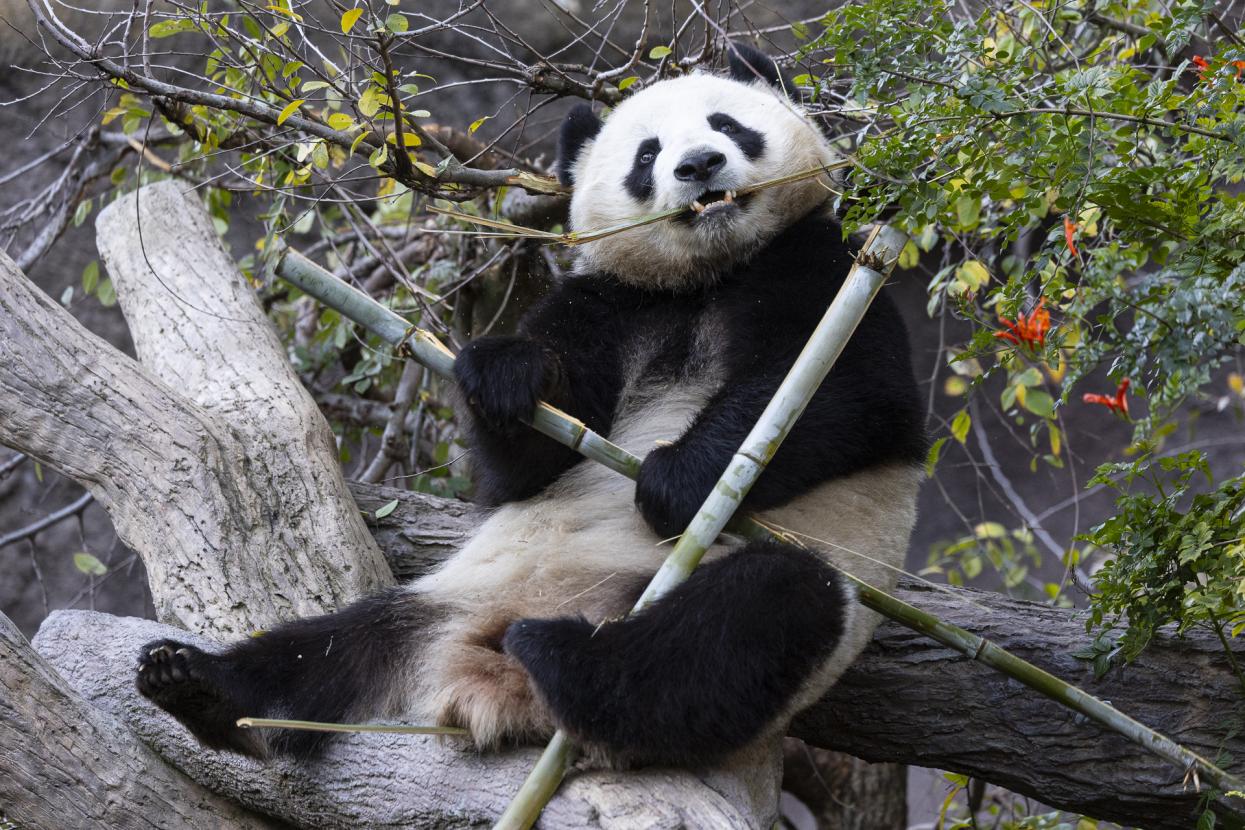 Xin Bao panda eating bamboo
