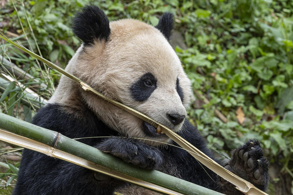 yun chuan ripping bamboo
