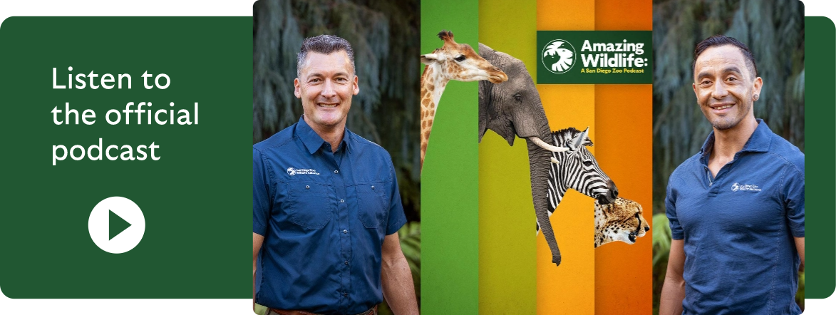 Listen to the official podcast Amazing Wildlife: A San Diego Zoo podcast